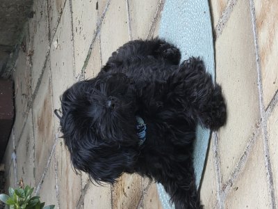 2026-08-09 Alfie 01.jpg